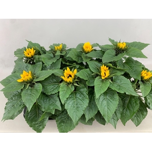 HELIANTHUS SUNSATION P13