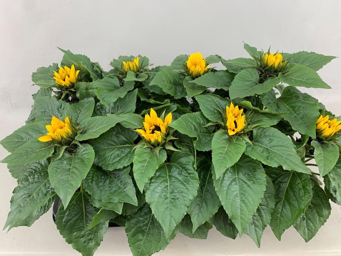 <h4>HELIANTHUS SUNSATION P13</h4>