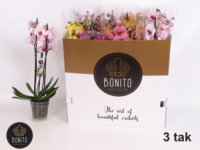 <h4>PHAL GEM 5 KL</h4>