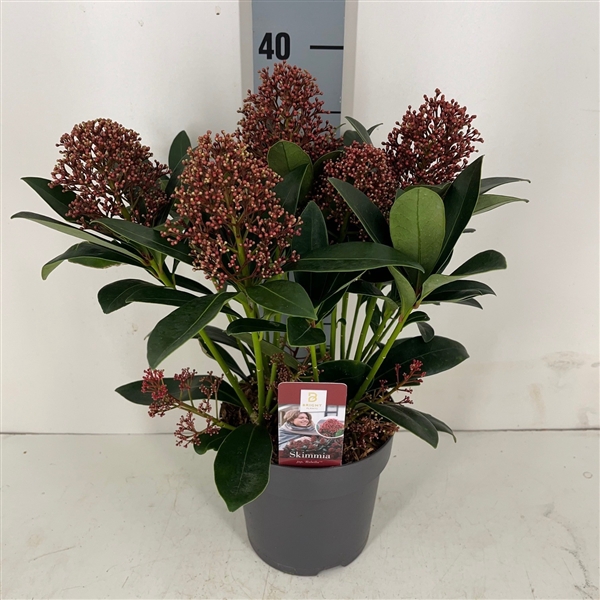 <h4>Skimmia Rubella 5-6</h4>