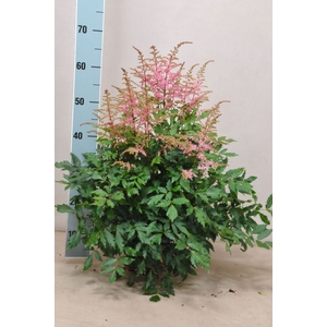 Astilbe Freya