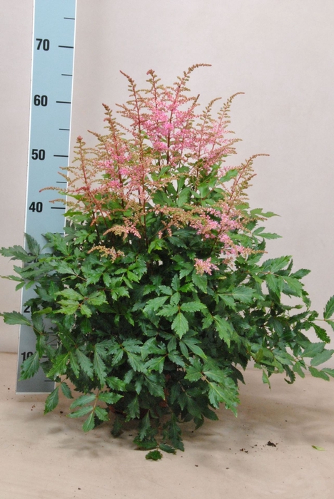 <h4>Astilbe Freya</h4>