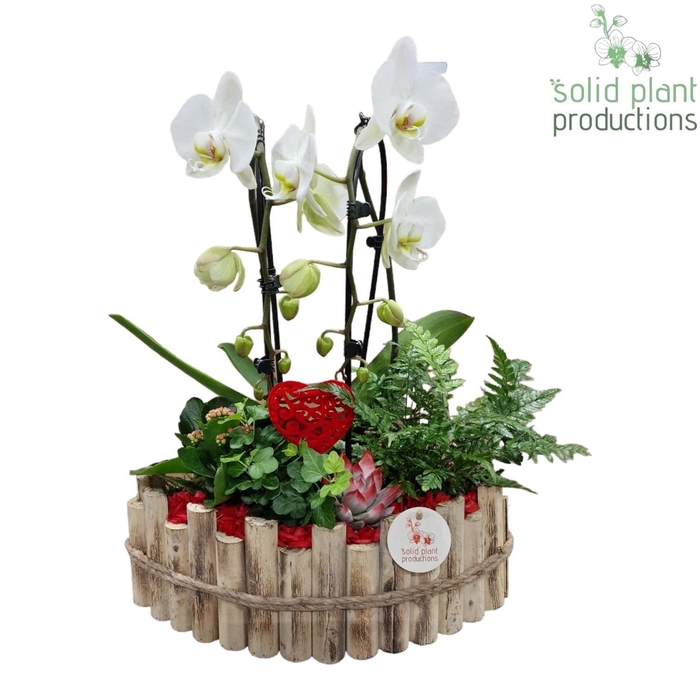 <h4>HVCA006 Napoli Large Red</h4>