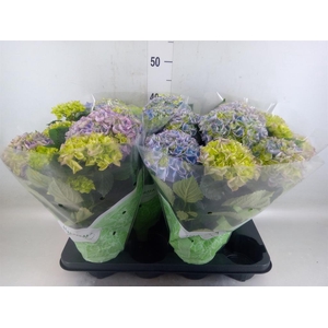 Hydrangea mac. 'Hi River'