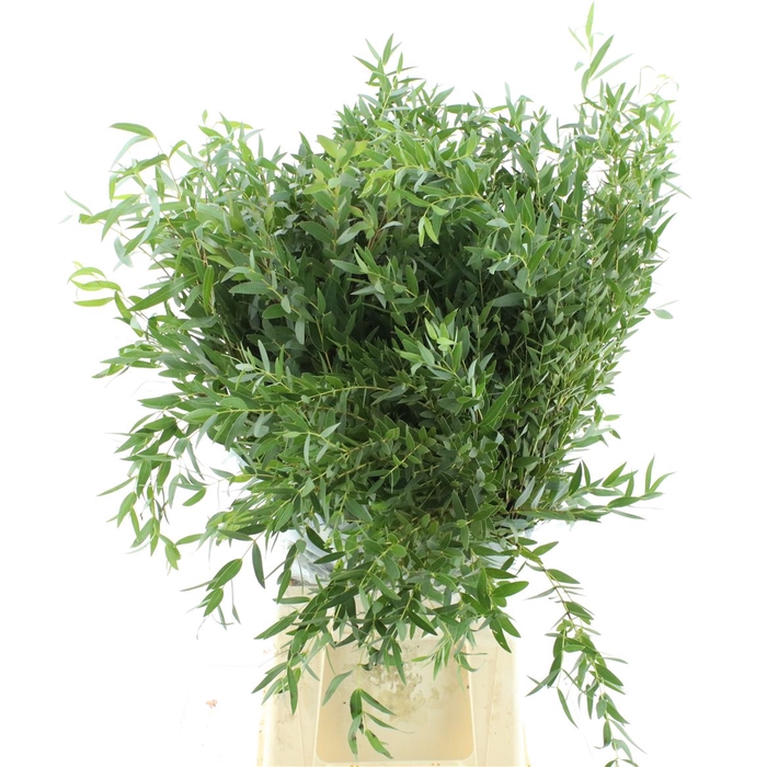 <h4>Euca Parvifolia 200 Gram</h4>