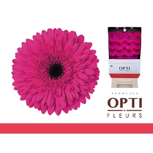 Gerbera Madeira Diamond