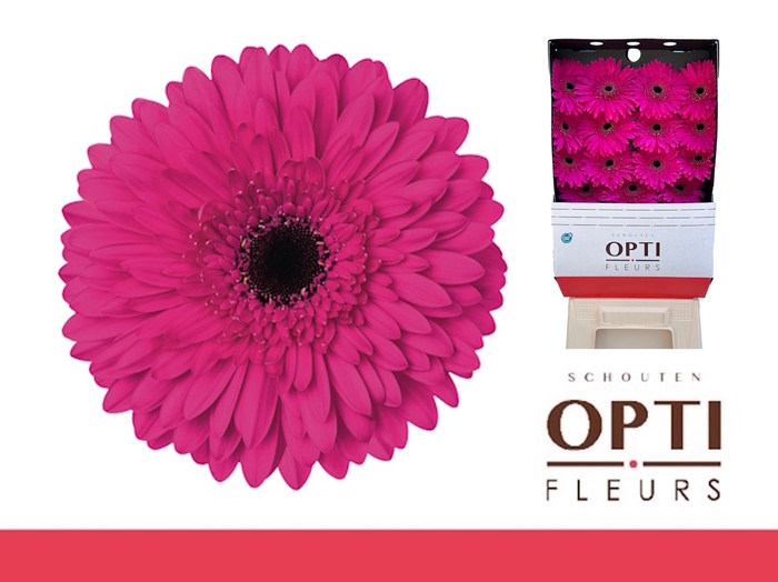 <h4>Gerbera Madeira Diamond</h4>