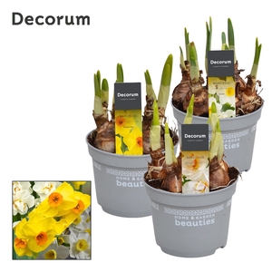 Narcis Gemengd - 3 Soorten
