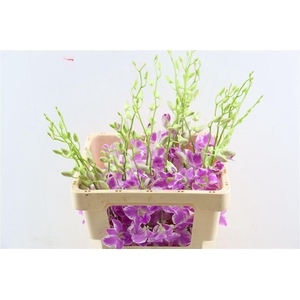 Dendro Queen Pink Dang