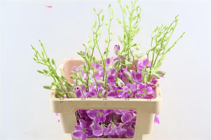 <h4>Dendro Queen Pink Dang</h4>