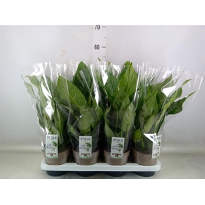 Spathiphyllum  'Diamond'