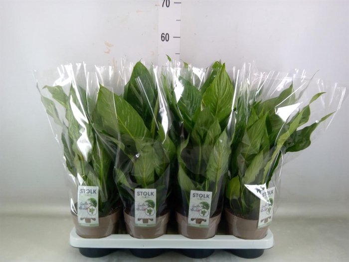 <h4>Spathiphyllum 'Diamond'</h4>