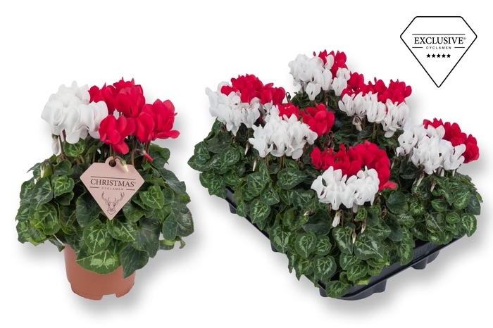 <h4>Cyclamen Exclusive® Duo Rood/Wit</h4>