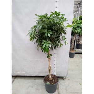 Schefflera arbor. 'Compacta'