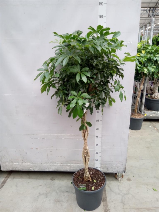 <h4>Schefflera arbor. 'Compacta'</h4>