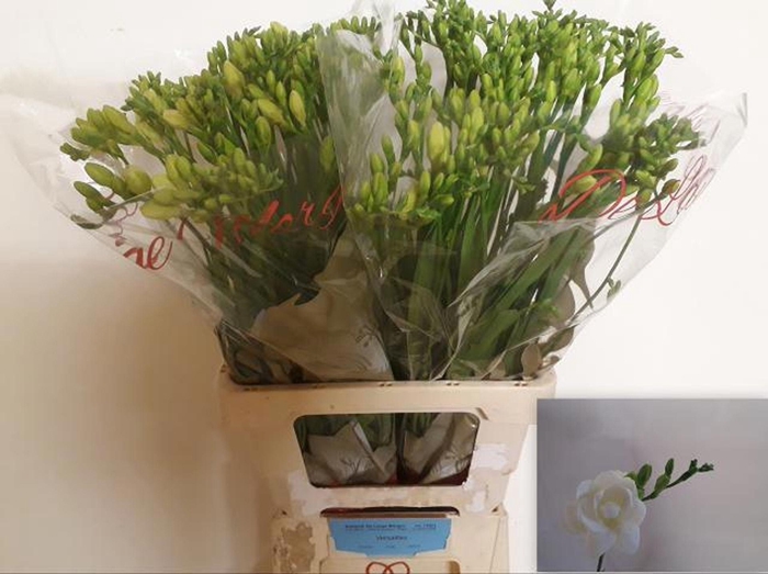 <h4>Freesia du Versailles</h4>