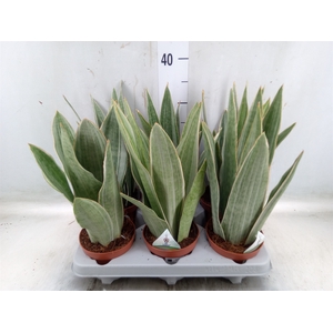 Sansevieria trifa.   ...