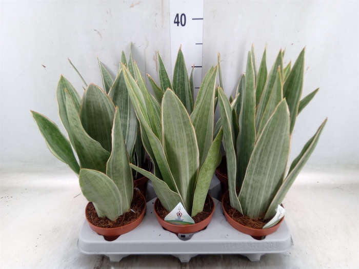 <h4>Sansevieria trifa.   ...</h4>