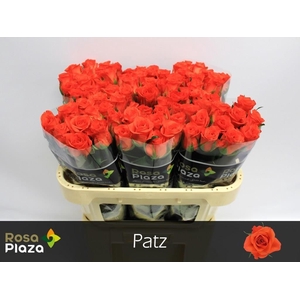 R GR PATZ