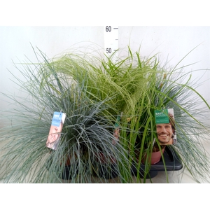 Siergras   ...              [Grass]