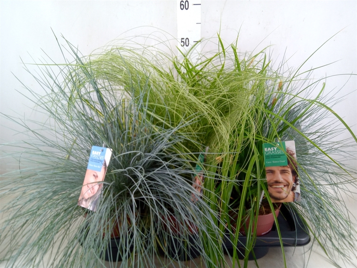 <h4>Siergras   ...              [Grass]</h4>