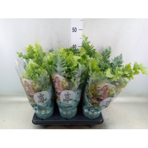 Phlebodium aureum 'Davana'