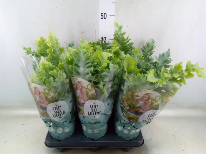 <h4>Phlebodium aureum 'Davana'</h4>