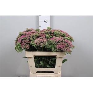 Sedum Sp Carl