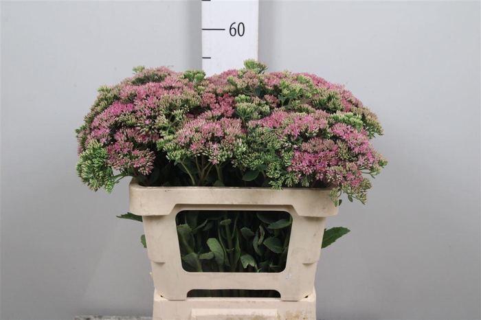 <h4>Sedum Sp Carl</h4>