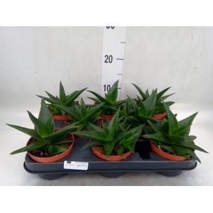 Haworthia pumila 'West Jogoo'