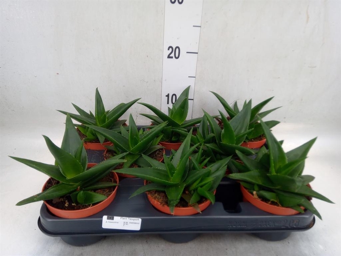 <h4>Haworthia pumila 'West Jogoo'</h4>