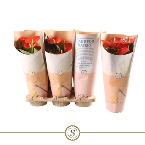 Anthurium Orange Champion 12cm in papieren hoes