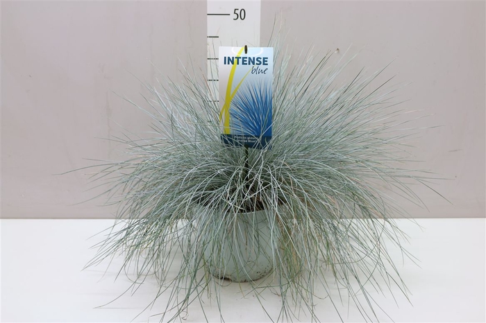 <h4>Festuca Gl. Intense Blue</h4>