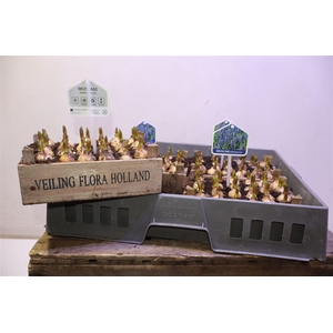 arr8 Arr Muscari In Houten Kistje