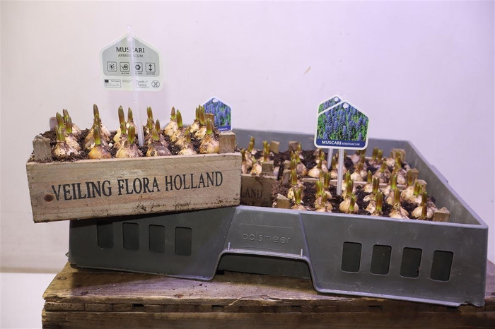 <h4>Arr Muscari In Houten Kistje</h4>