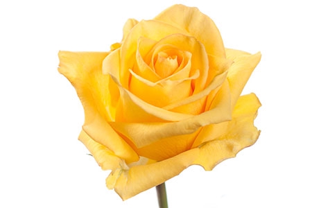<h4>ROSA DEJA VU 040 CM ESTUFA</h4>