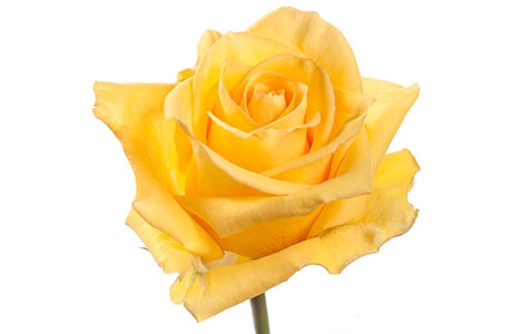<h4>ROSA DEJA VU 040 CM ESTUFA</h4>