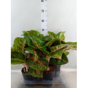 Aglaonema   ...