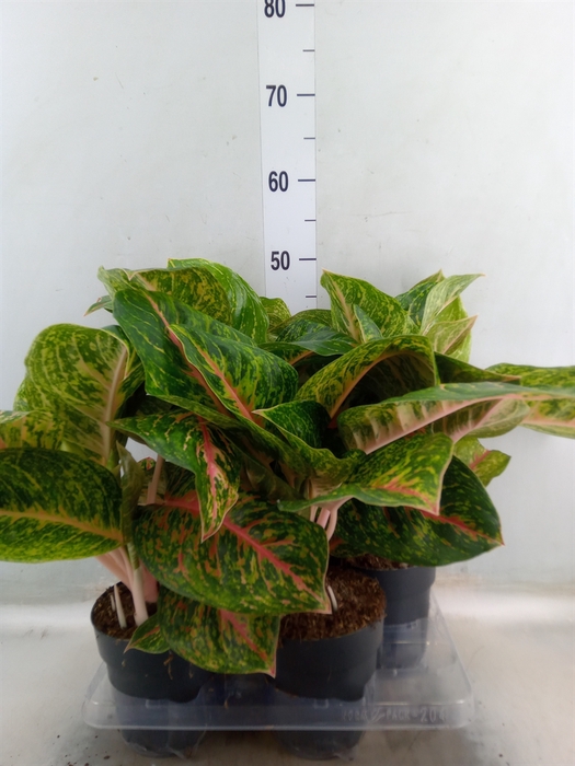 <h4>Aglaonema   ...</h4>