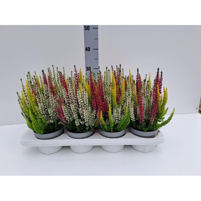<h4>Calluna vulg. 'Beauty L' ..mix 3/p</h4>