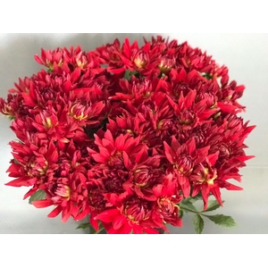 Dahlia Red Pompei