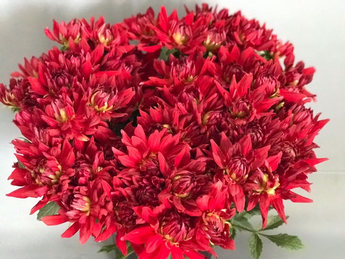<h4>Dahlia Red Pompei</h4>