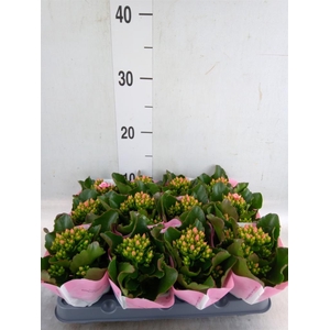 Kalanchoe  'Else Flowers Oakley'