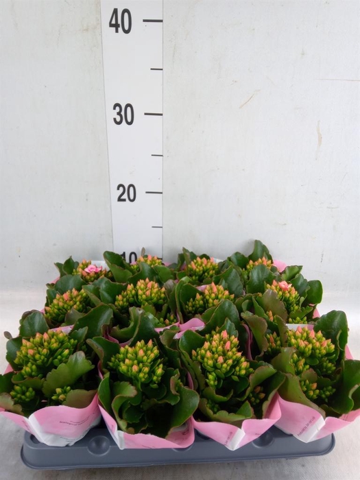 <h4>Kalanchoe  'Else Flowers Oakley'</h4>