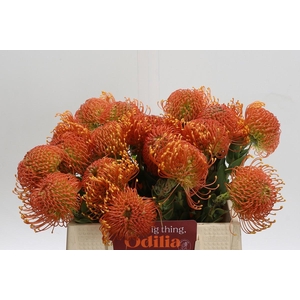 Nutans Ayoba Orange Zest