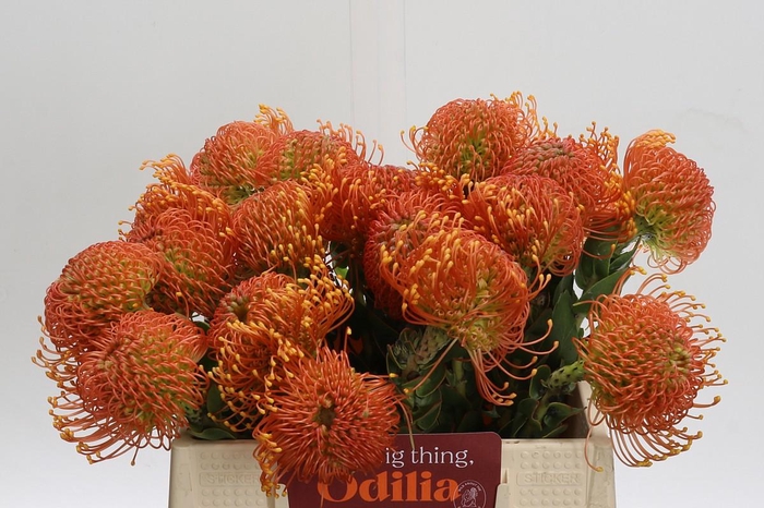 <h4>Nutans Ayoba Orange Zest</h4>