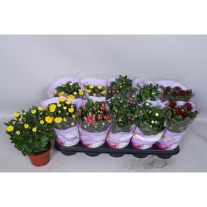 Chrysanthemum mix double flowers 12Ø 26cm