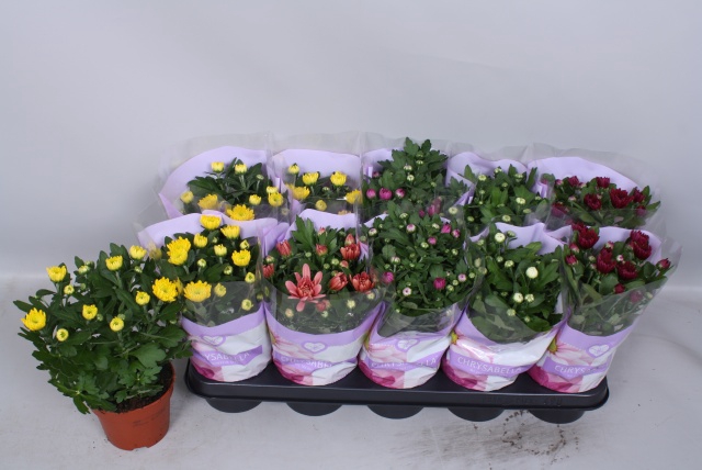 Chrysanthemum mix double flowers 12Ø 26cm