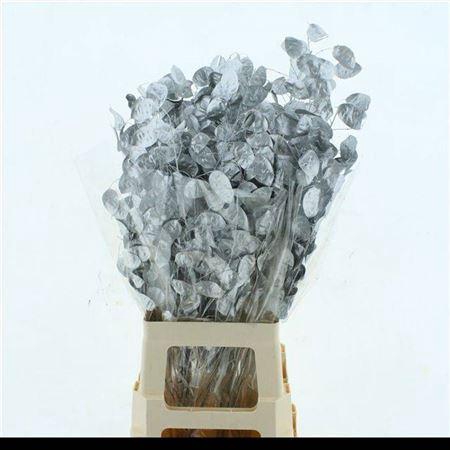 <h4>Lunaria Droogbl Silver</h4>