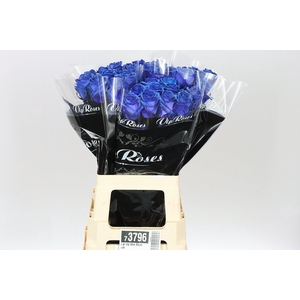 Rosa Gr Vip Blue